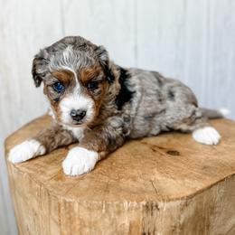 Smokey - Blue merle female Aussiedoodle puppy in Arlington, Washington from Doodle Love Laugh