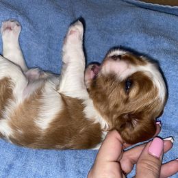 Cavalier King Charles Spaniel Puppies from Cassie’s Cavaliers