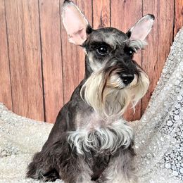 Bougie - Miniature Schnauzer