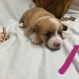 Pink female - Fawn female Pembroke Welsh Corgi puppy in Pleasant Plains, Arkansas from PBA Kennel