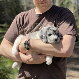 Assorted Doodle Crosses Puppies from Simply Newfiepoo