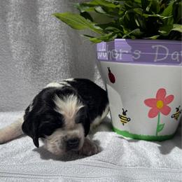Gray Boy - Black and white male English Springer Spaniel puppy in Collins, Georgia from English Springer Spaniels at Lands Lodge