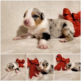 Australian Shepherd Puppies from Crowned Royalties Aussies