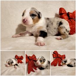 Australian Shepherd Puppies from Crowned Royalties Aussies