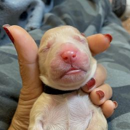 Golden Retriever Puppies from Ruff Life Goldens