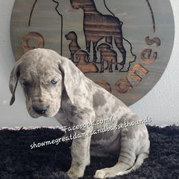Black Collar - Merle male Great Dane puppy in Alton, Illinois from Show Me Great Danes and Basset Hounds