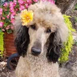 Coco - Goldendoodle