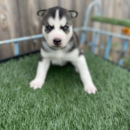 Siberian Husky Puppies from Husky Love and Pups