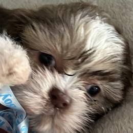 Shih Tzus from Steps Preppy Pups