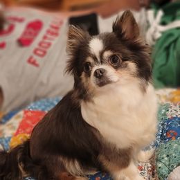 Graci - Chihuahua