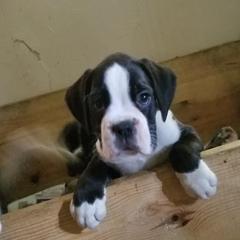 Boxer Puppies from TD's House of Boxers and Danes