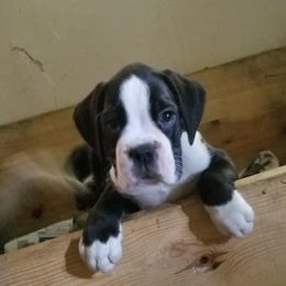 Boxer Puppies from TD's House of Boxers and Danes