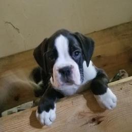 Boxer Puppies from TD's House of Boxers and Danes