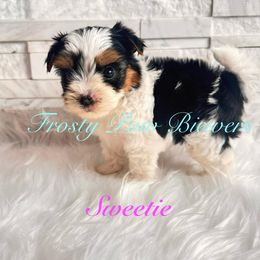 Biewer Terrier and Yorkshire Terrier Puppies from Frosty Paw Biewers and Yorkshires