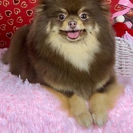 Mocha - Pomeranian