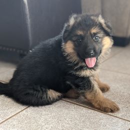 German Shepherd Puppies from Valley Shepherds LLC
