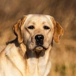 Lillee - Labrador Retriever