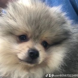 Pomeranian Puppies from Legacy Poms