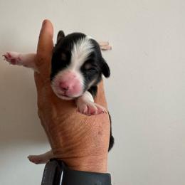 Lala - Black and tan female Pembroke Welsh Corgi puppy in Benjamin, Utah from Nuna’s  Corgis