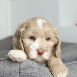 Red - Caramel male Australian Labradoodle puppy in Williamstown, New York from Lewis Manor Labradoodles
