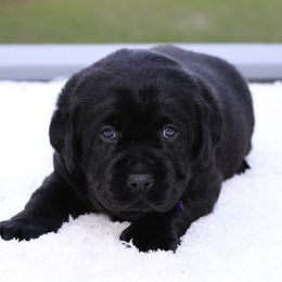 Labrador Retriever Puppies from Liberty Belle Labradors