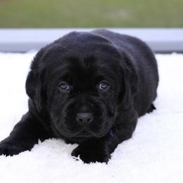 Labrador Retriever Puppies from Liberty Belle Labradors
