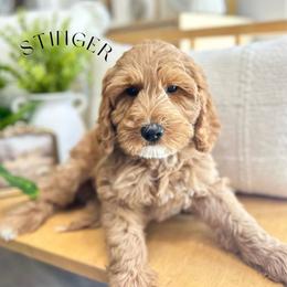 STINGER - Caramel red male Australian Labradoodle puppy in Palmdale, California from Heavenly Doodles