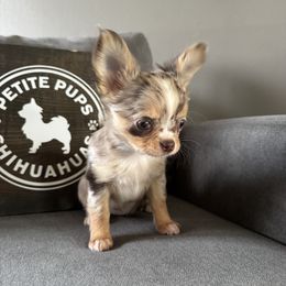 Pumpkin - Merle female Chihuahua puppy in Dayton, Ohio from Petite Pups