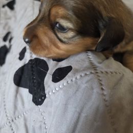 Male - Red male Dachshund puppy in Williamstown, New Jersey from Jersey's Blue Moon Doxies