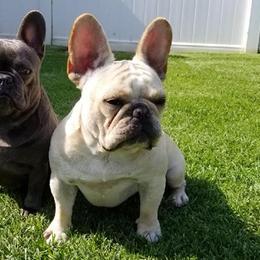 French Bulldogs from Golden Star Frenchies