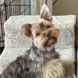 Morgan - Yorkshire Terrier