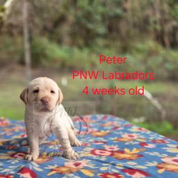 Peter - Yellow male Labrador Retriever puppy in Rogue River, Oregon from PNW Labradors