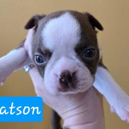 Watson - Red male Boston Terrier puppy in Omaha, Illinois from Puppi Guppies