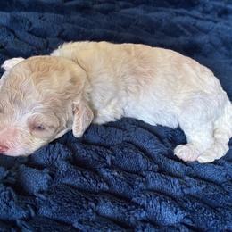 G1- Lt Blue - Cream female Goldendoodle puppy in Ankeny, Iowa from Iowadoodles2love