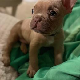 French Bulldog Puppies from Pardon My Frenchies
