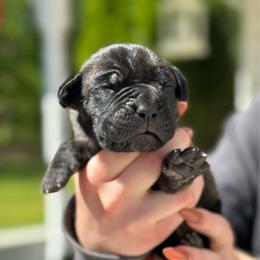 Bell Pepper - Chestnut brindle male Cane Corso puppy in Lusby, Maryland from Coastal View Kennels
