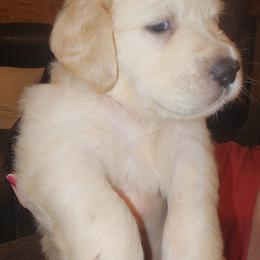 Golden Retriever Puppies from Stellar Acres Golden Retrievers