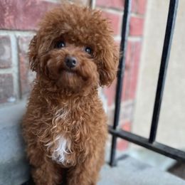 Fritz - Poodle