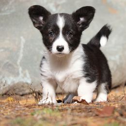 Mocha - Brindle and white female American Corgi puppy in Plains, Montana from Diamond Corgis