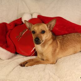 Maple - Chihuahua