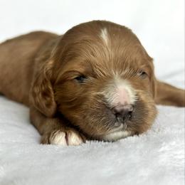 Will - Red male Cavapoo puppy in Vineyard, Utah from Pitter Patter Puppies