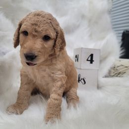 Goldendoodle Puppies from Grosenbacher Goldendoodles