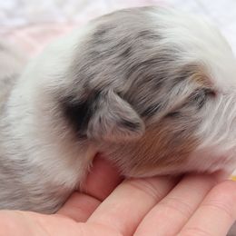 Australian Shepherds from Apple Ridge AKC Aussies