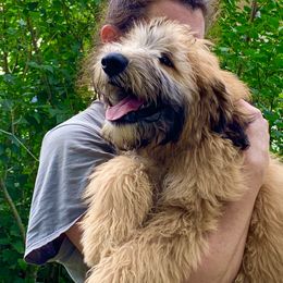 Soft Coated Wheaten Terrier Puppies from Wildfire Ridge Inc