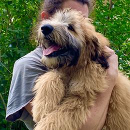 Soft Coated Wheaten Terrier Puppies from Wildfire Ridge Inc
