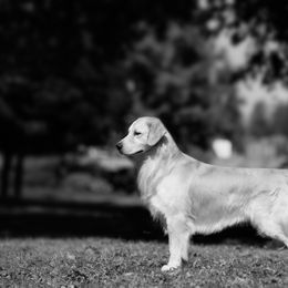 Golden Retriever Puppies from Sheaman Farm