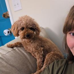 Ava - Poodle