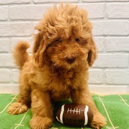 Red Collar Boy - Red  male Goldendoodle puppy in San Augustine, Texas from Vintage Doodles