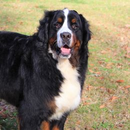Bernese Mountain Dogs and Golden Retrievers from Langlois Goldens & Berners