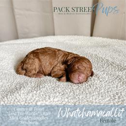 Whatchamacallit - Red  female Goldendoodle puppy in Paxville, South Carolina from Pack Street Pups